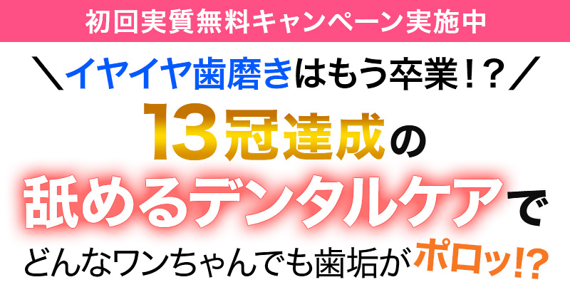 獣医師・ドッグトレーナー共同開発 どんなワンちゃんでも！？らくらく歯磨き